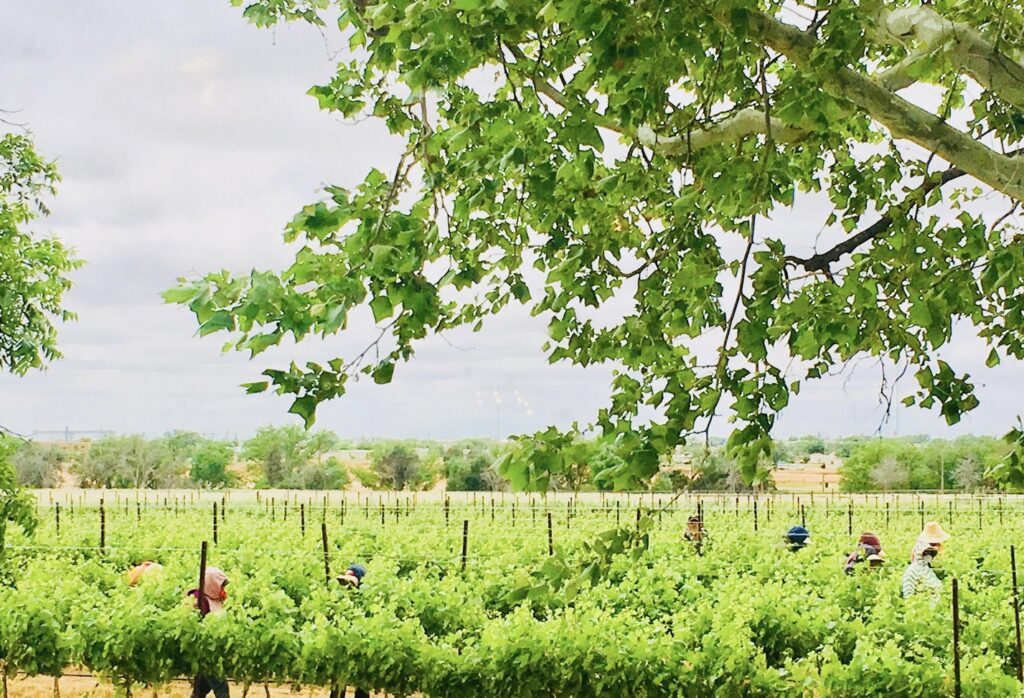 The Farmhouse Vineyards vines